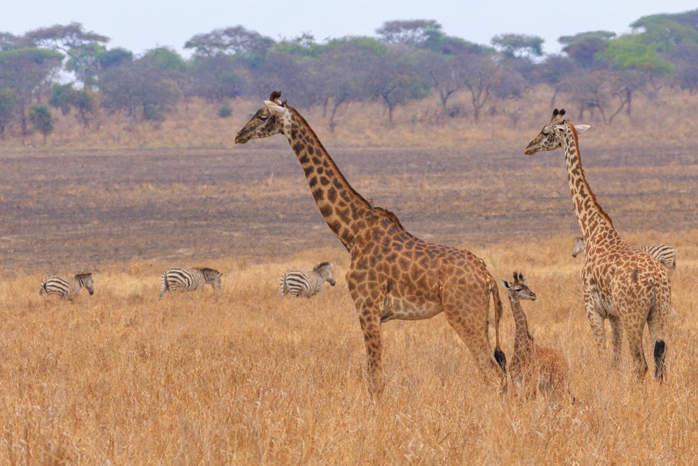 Giraffes
