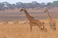 Giraffes