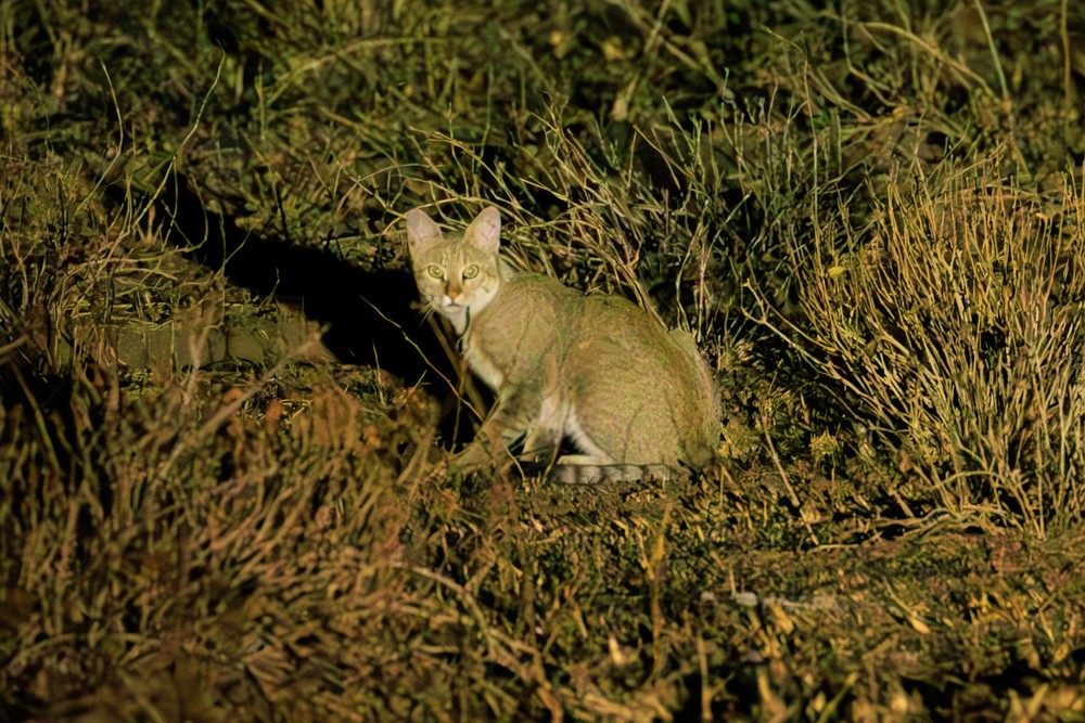 African wildcat