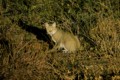 African wildcat