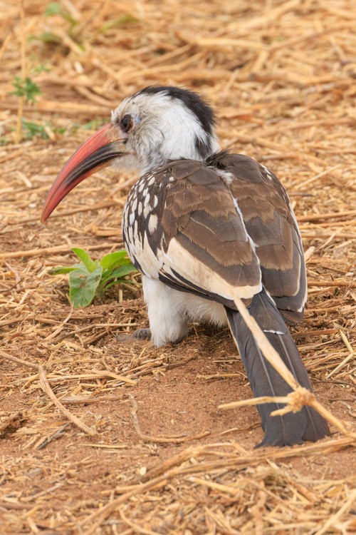 Northern red-billed hornbill