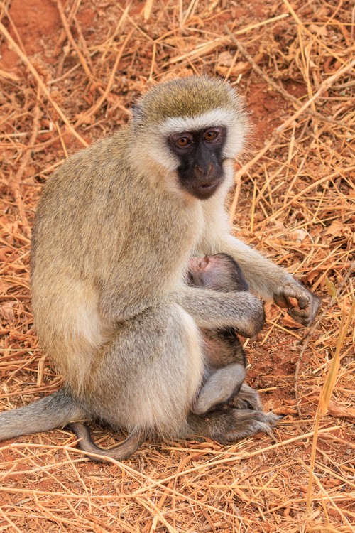 Vervet monkey