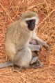 Vervet monkey