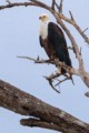 African fish-eagle
