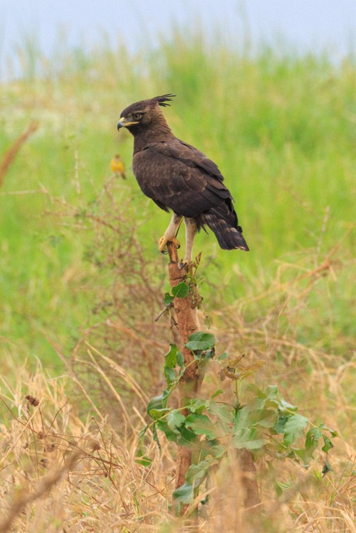 Long-crested eagle
