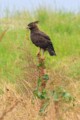Long-crested eagle