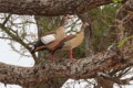 Egyptian goose