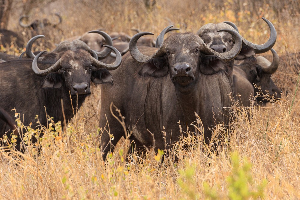 Cape buffalo