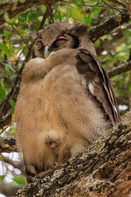 Verreaux's eagle-owl