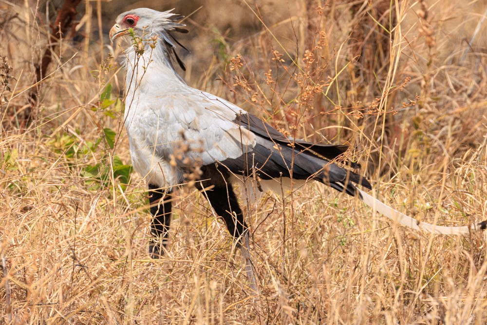 Secretarybird