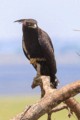 Long-crested eagle