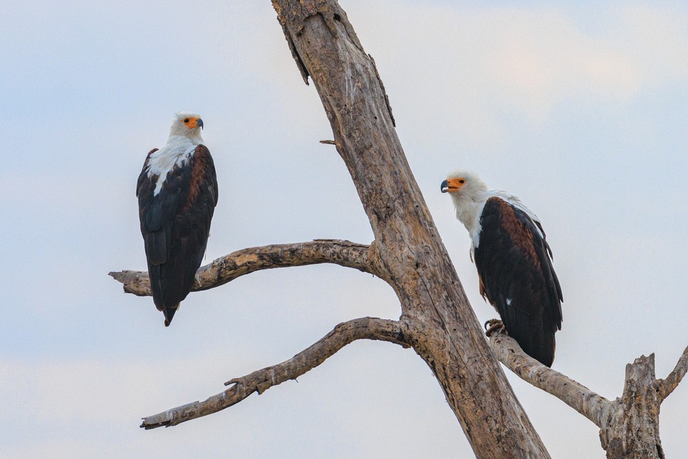 African fish-eagles