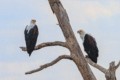 African fish-eagles