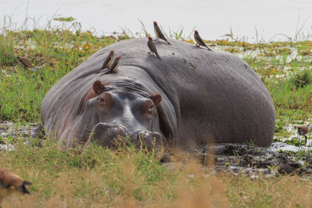 Hippopotomus with Red-billed oxpeckers
