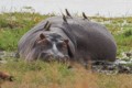 Hippopotomus with Red-billed oxpeckers