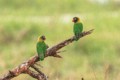 Yellow-collared lovebirds