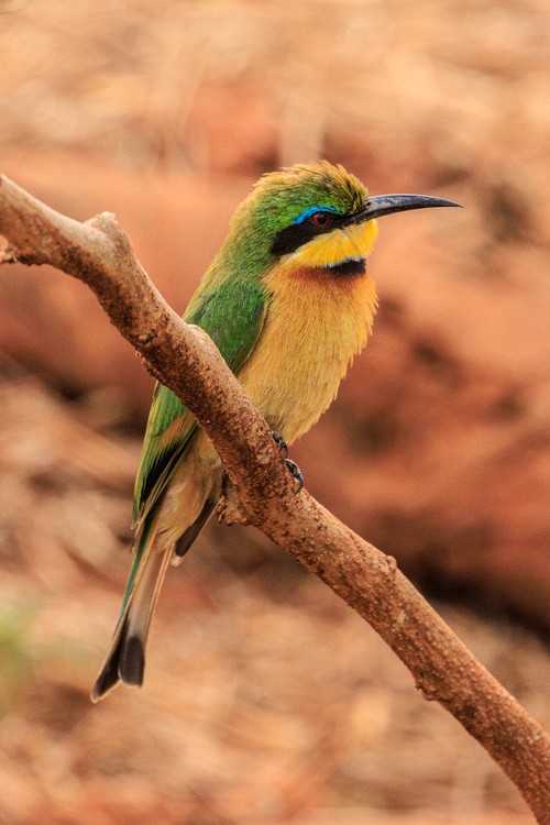 Little bee-eater