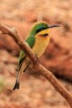 Little bee-eater