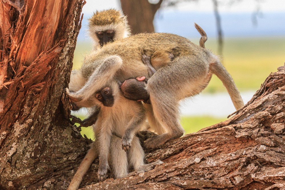 Vervet monkeys