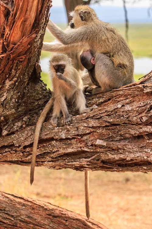 Vervet monkeys