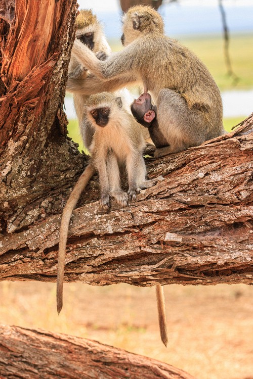 Vervet monkeys
