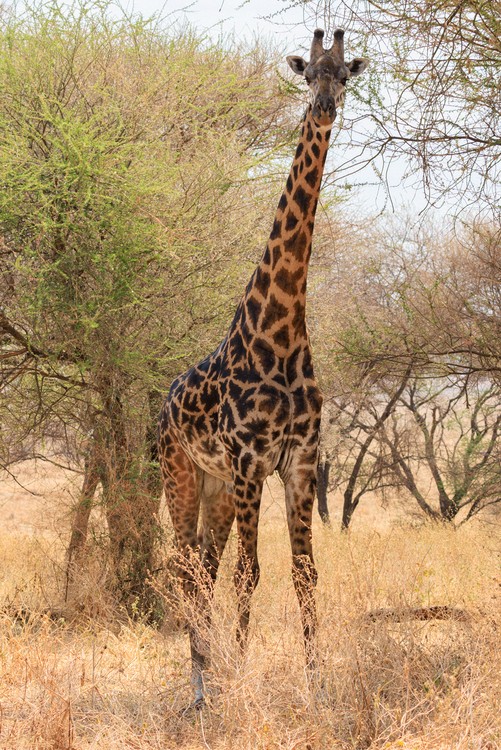 Giraffe