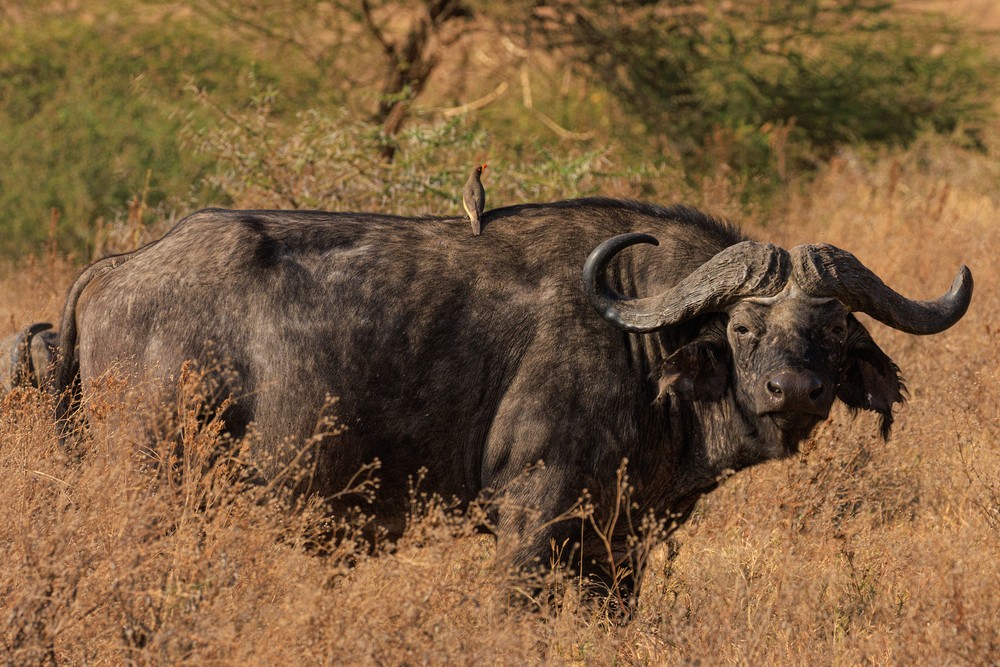 Cape buffalo with Yellow-billed oxpecker