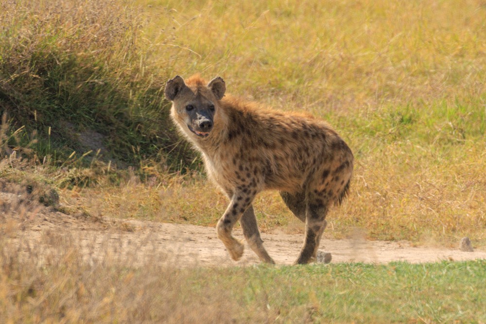 Spotted hyena