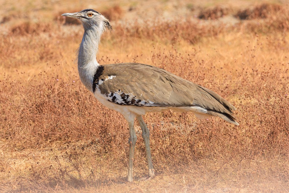 Kori bustard