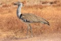 Kori bustard