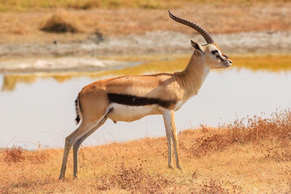 Thomson's gazelle
