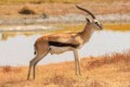 Thomson's gazelle