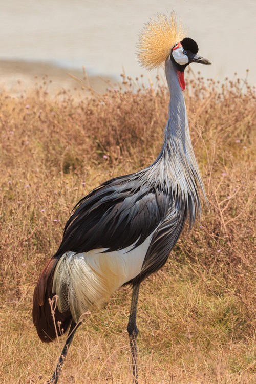 Grey crowned crane
