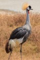 Grey crowned crane