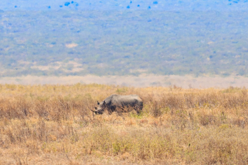 Black rhinoceros