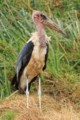 Marabou stork