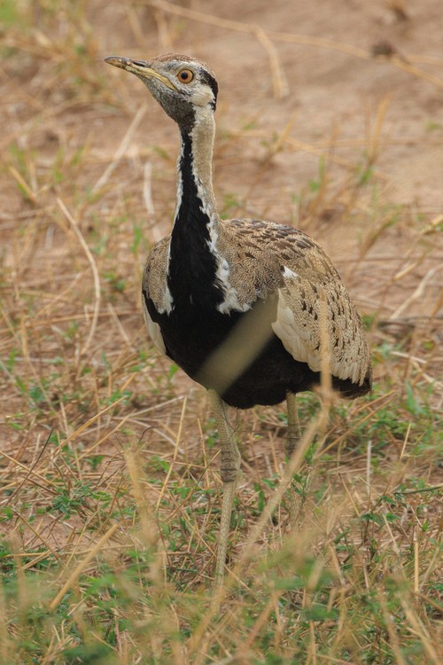 Black-bellied bustard