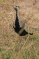 Black-bellied bustard