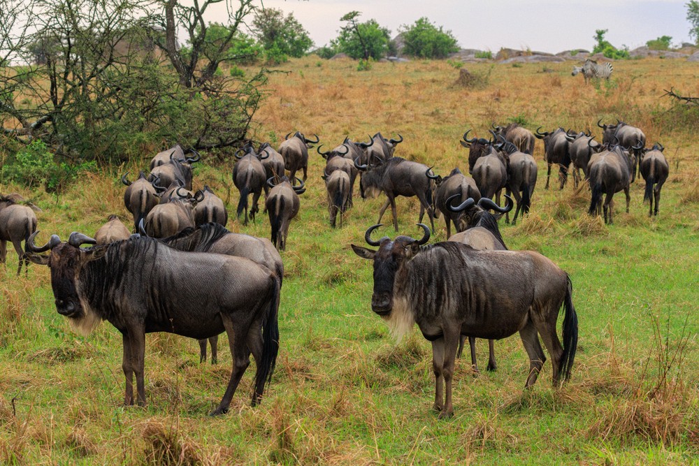 Cape buffalo