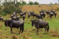Wildebeest