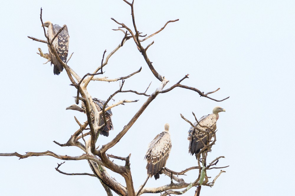 White-backed vultures
