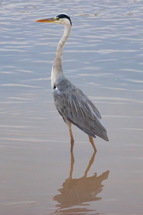 Grey heron