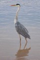 Grey heron