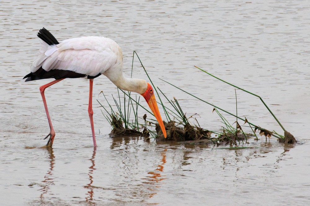 Yellow-billed stork