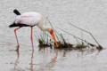 Yellow-billed stork