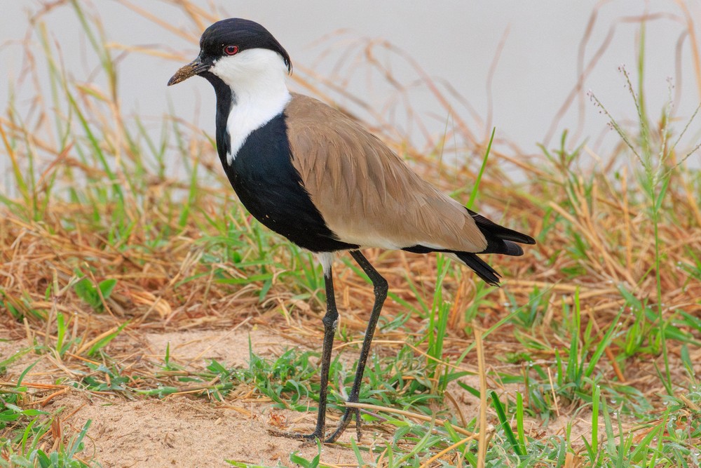 Spur-winged lapwing