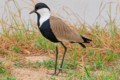 Spur-winged lapwing