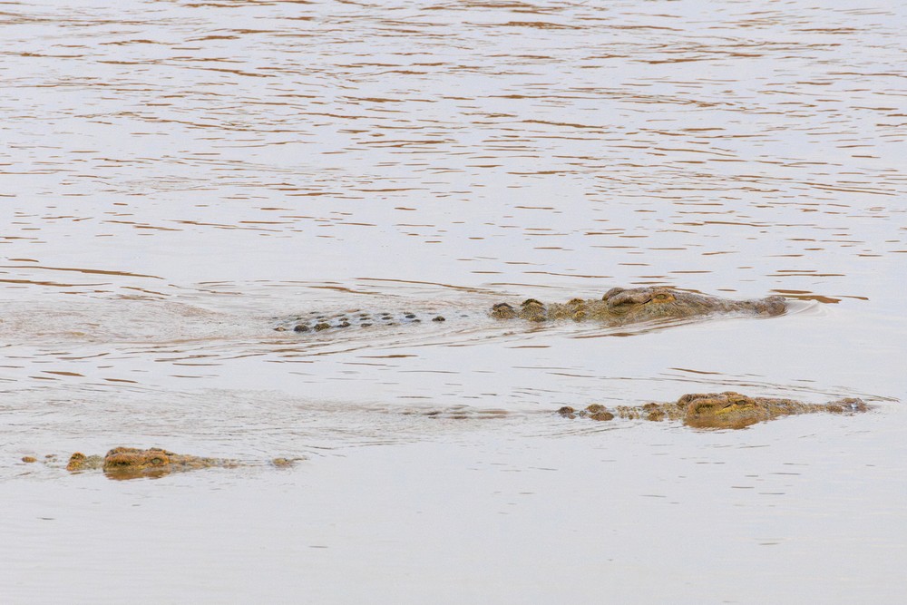 Nile crocodile