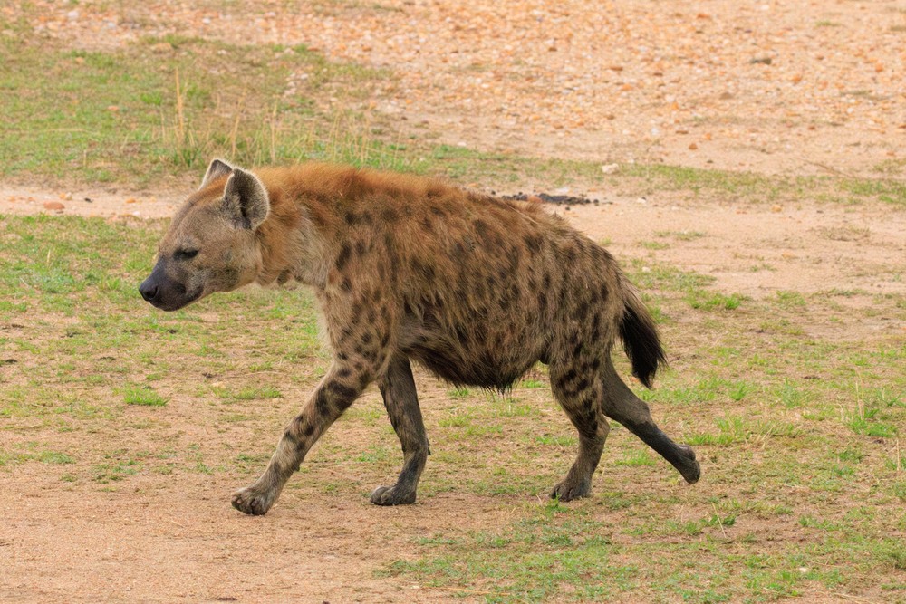 Spotted hyena