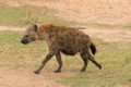 Spotted hyena